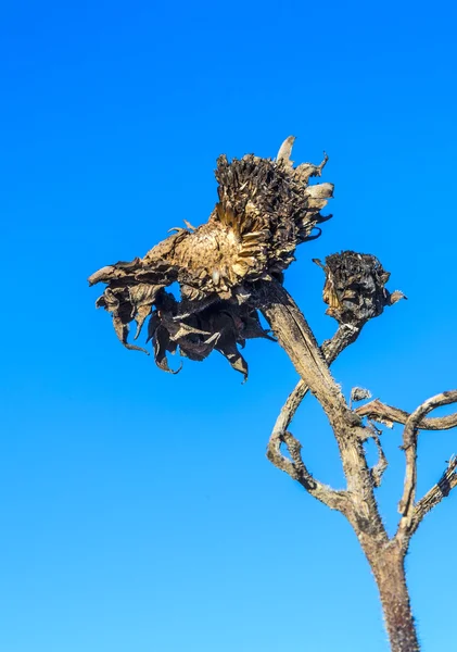 Thistle under blå himmel — Stockfoto