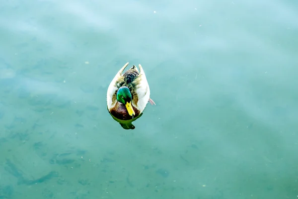 Kaczka krzyżówka mężczyzna pływa w jeziorze — Zdjęcie stockowe