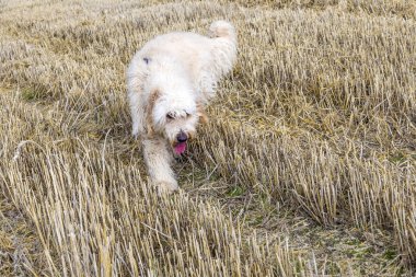 Batı dağlık beyaz korkunç açık havada yeşil çimenlerin üzerinde 
