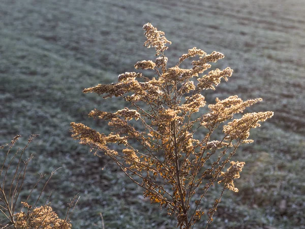 Havrefält vid solnedgången — Stockfoto