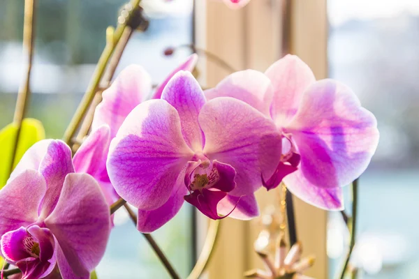 Pink orchid branch — Stock Photo, Image