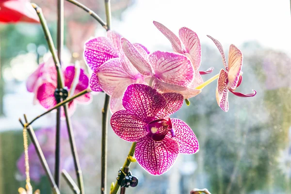 Rózsaszín orchidea ág — Stock Fotó