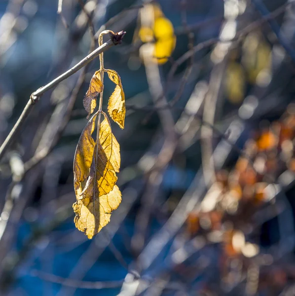 Hojas doradas en otoño — Foto de Stock