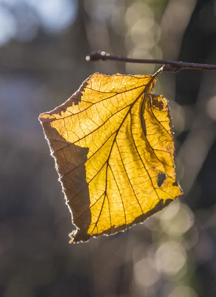 Gouden bladeren in de herfst — Stockfoto