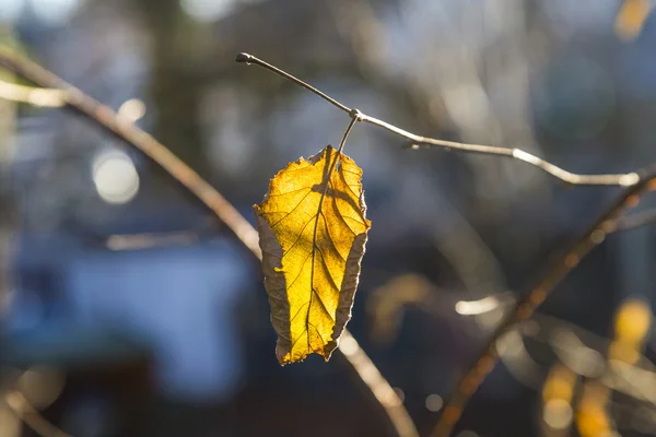 Gouden bladeren in de herfst — Stockfoto