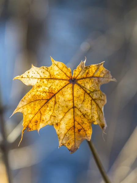 Hojas doradas en otoño — Foto de Stock