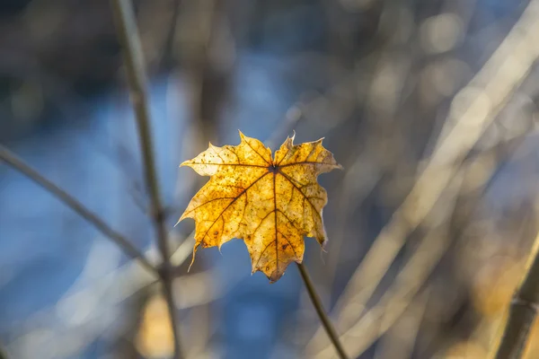 Hojas doradas en otoño — Foto de Stock