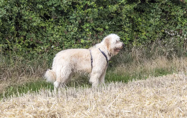 Oeste highland terrier branco em uma grama verde ao ar livre — Fotografia de Stock