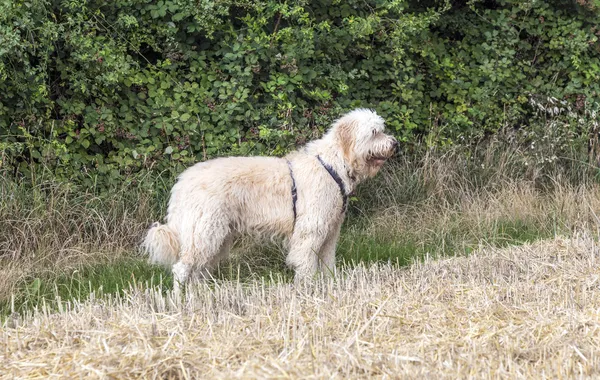 West highland white terrier on a green grass outdoors — Stock Photo, Image