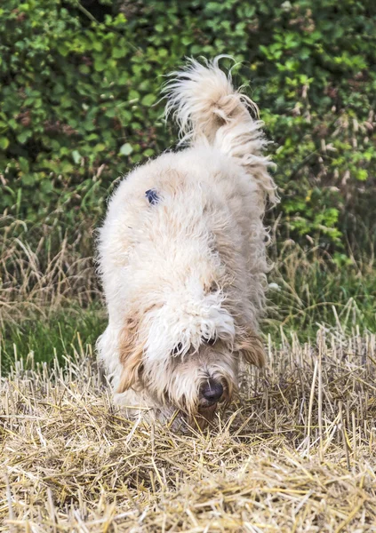 West Highland terrier blanco en una hierba verde al aire libre — Foto de Stock