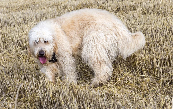 West highland white terrier on a green grass outdoors — Stock Photo, Image