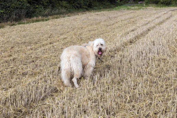 Δυτικά highland λευκού σκύλου σε ένα πράσινο γρασίδι σε εξωτερικούς χώρους — Φωτογραφία Αρχείου