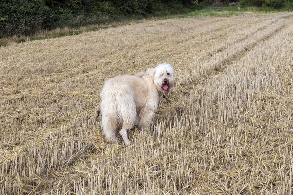 Altopiano ad ovest terrier bianco su un'erba verde all'aperto — Foto Stock