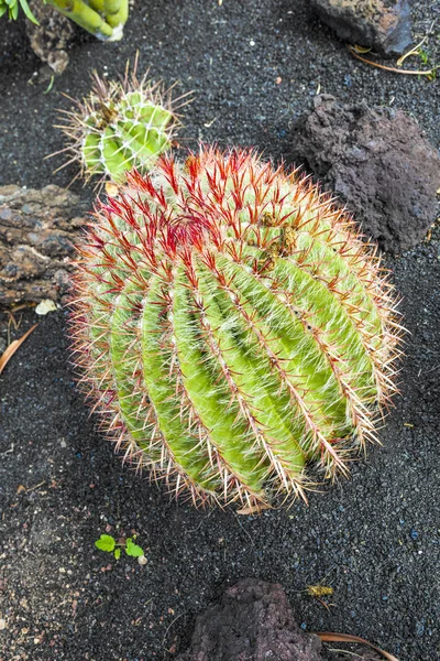 Kaktus na wyspie Lanzarote, Hiszpania Echinocactus grusonii — Zdjęcie stockowe
