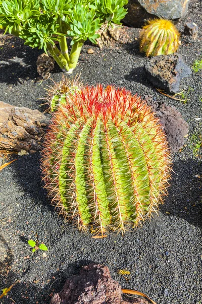 Kaktüs Lanzarote Adası, İspanya Echinocactus grusonii — Stok fotoğraf
