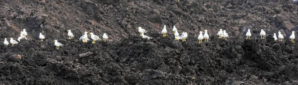 坐在火山岩石上的海鸥 — 图库照片