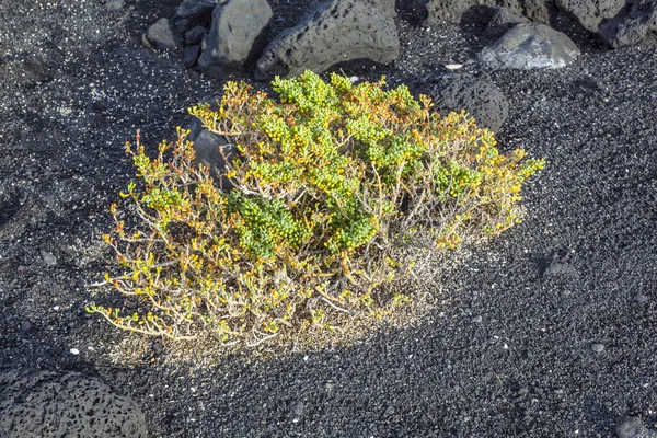 Spärliche Vegetation an vulkanischen Steinen — Stockfoto