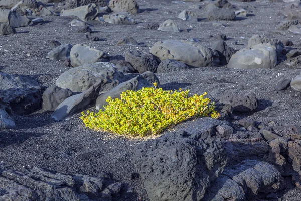 Végétation clairsemée aux pierres volcaniques — Photo