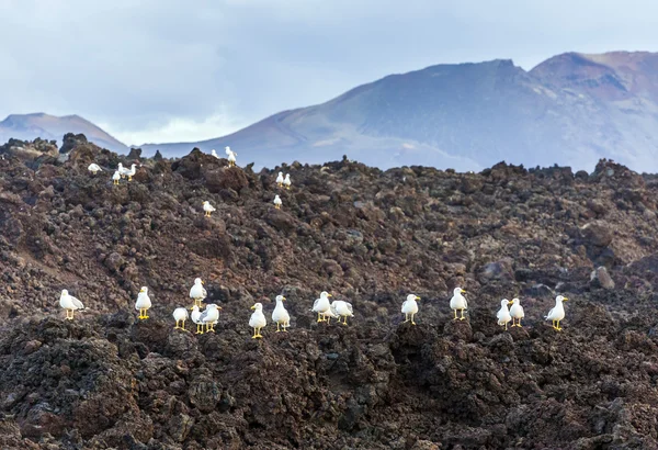Seagulls sitting on volcanic stones — Stock Photo, Image