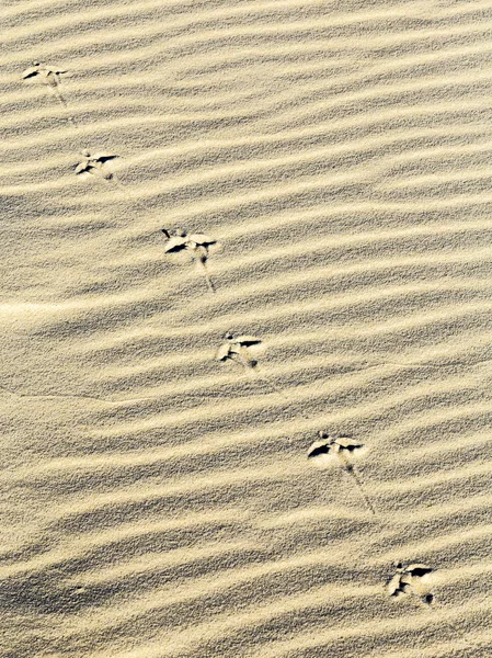 Fondo de ondulaciones de arena en la playa con estampados de pies —  Fotos de Stock