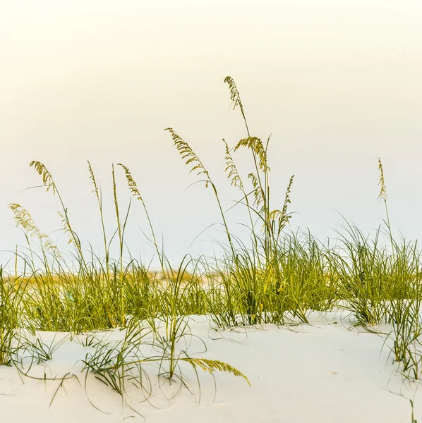 Plage calme avec dunes et herbe verte au coucher du soleil — Photo