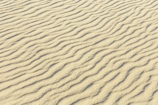 Pistes d'oiseaux sur le sable — Photo