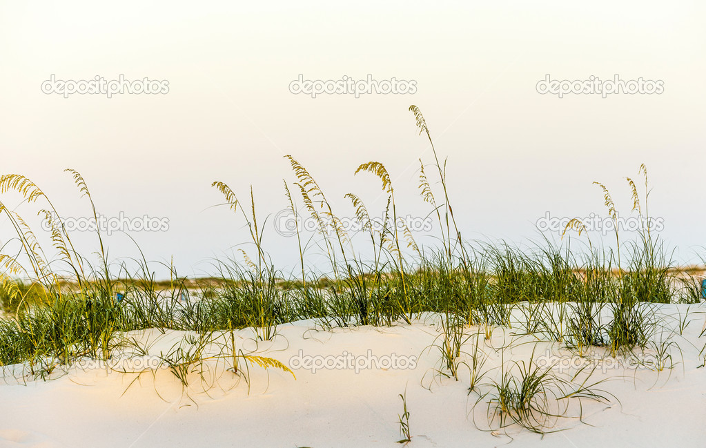  beach with dunes and green grass in sunset