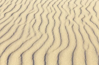 kum üzerinde kuş parçaları 