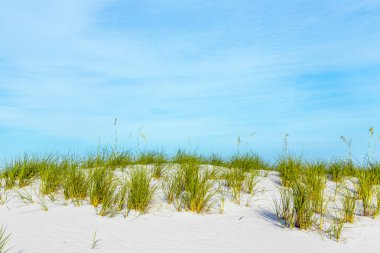 dune adlı güzel bir plaj, çimler uzuyor