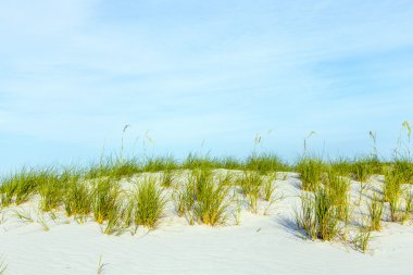 dune adlı güzel bir plaj, çimler uzuyor