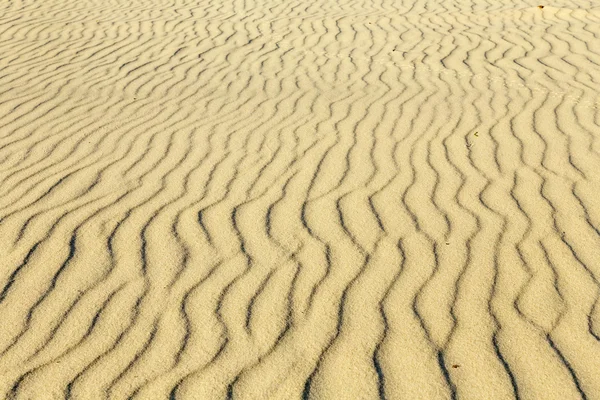 Tracce di uccelli sulla sabbia — Foto Stock