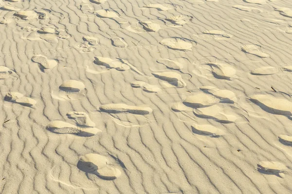 Fågel spår i sanden — Stockfoto
