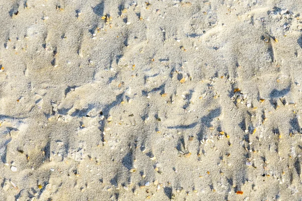 Shell vongole sulla sabbia sulla spiaggia — Foto Stock