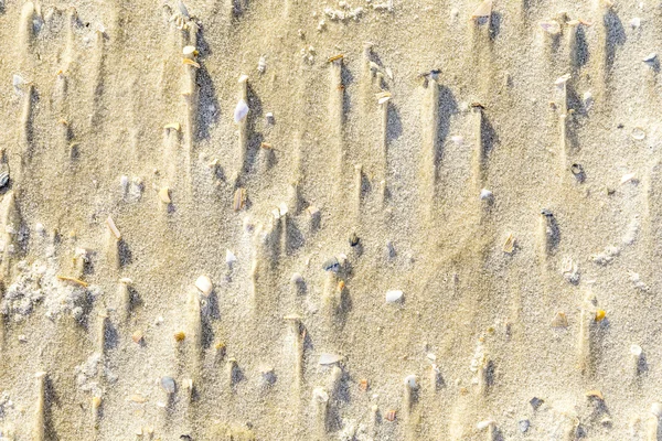 Concha de amêijoa na areia na praia — Fotografia de Stock