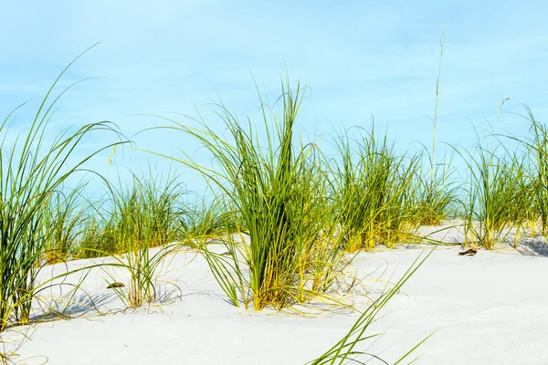 Herbe pousse à la dune sur une belle plage — Photo