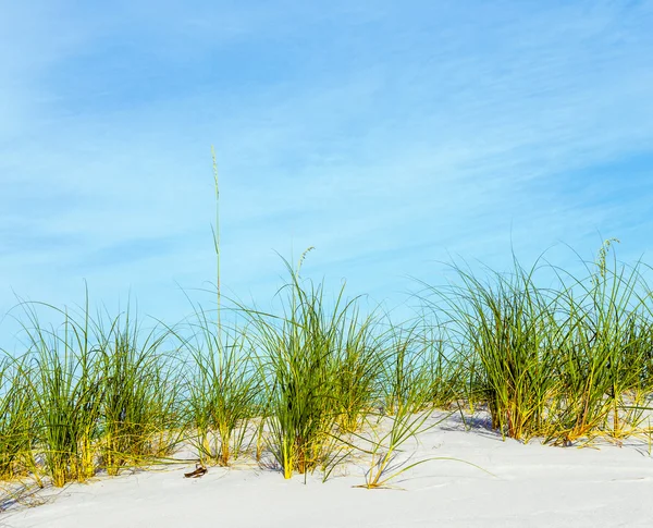 아름 다운 해변에서 모래 언덕 잔디 성장 한다 — 스톡 사진