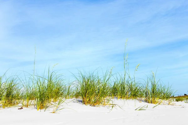 Gras wächst an einer Düne an einem schönen Strand — Stockfoto