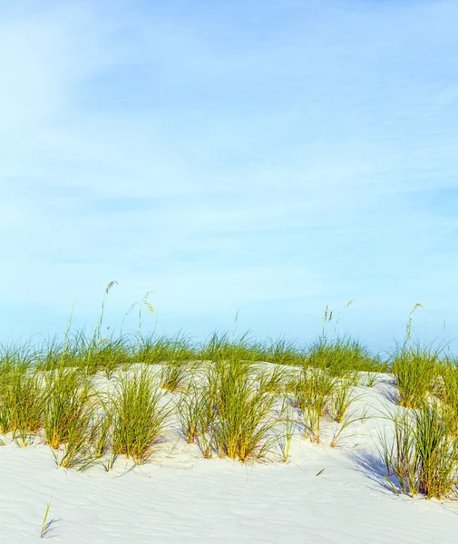Fű nő: dune egy gyönyörű tengerparton — Stock Fotó