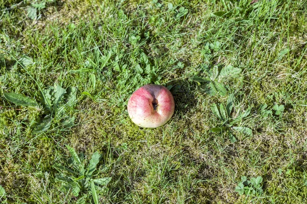 Два яблока лежат на траве в саду — стоковое фото