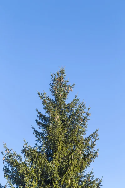 Groene gemeenschappelijke fir onder blauwe heldere hemel — Stockfoto