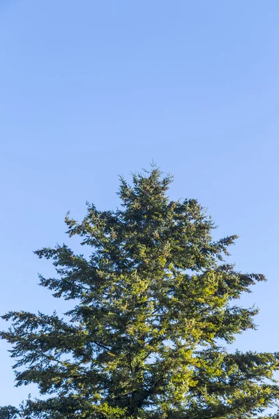 Abeto verde común bajo cielo azul claro — Foto de Stock