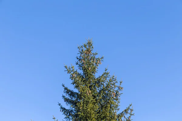 Зелена спільна ялина під блакитним прозорим небом — стокове фото