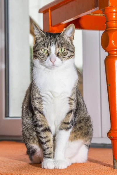 Gato bonito sentado no chão — Fotografia de Stock