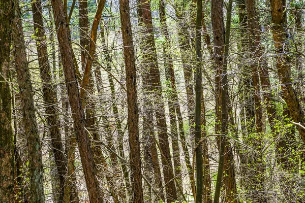 Belas árvores na floresta — Fotografia de Stock