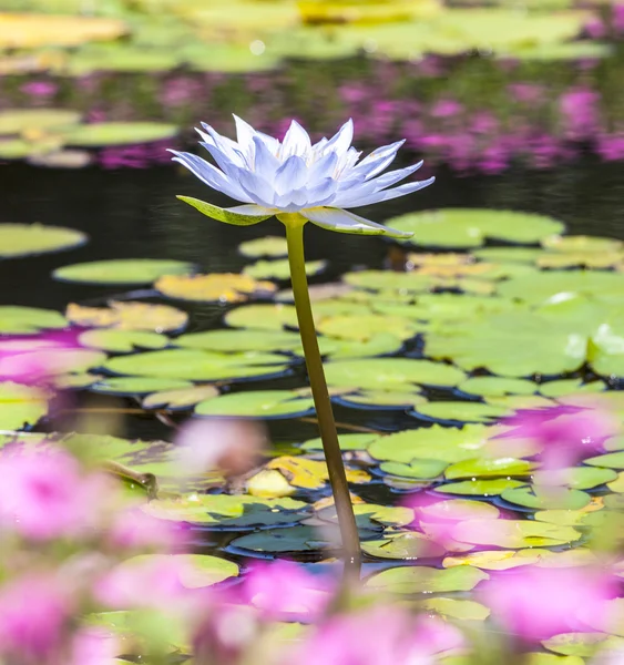 Piękny różowy Lotos, zakład wody w stawie — Zdjęcie stockowe