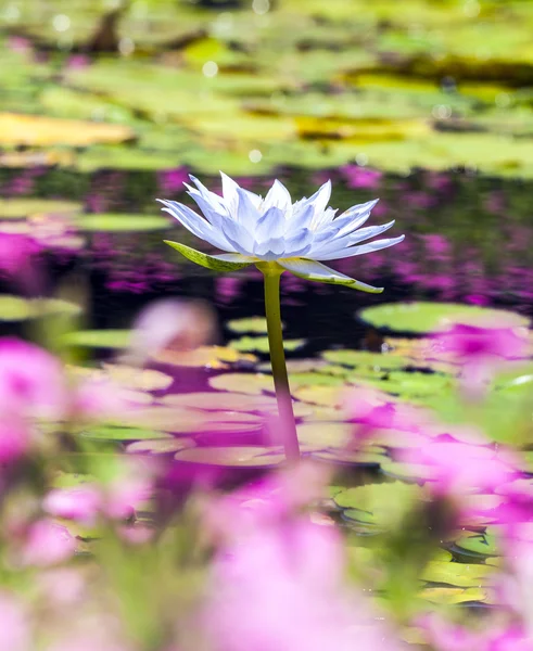 Güzel pembe lotus, bir havuzda su tesisi — Stok fotoğraf