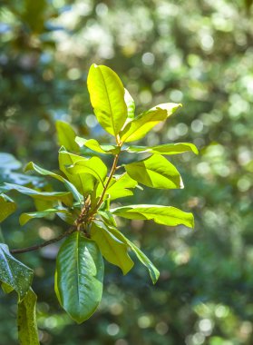 detay ve palmiye ağaçlarının bahçede