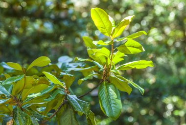 detay ve palmiye ağaçlarının bahçede