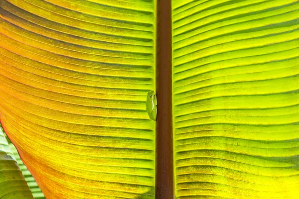 Green frog sits at the palm tree — Stock Photo, Image