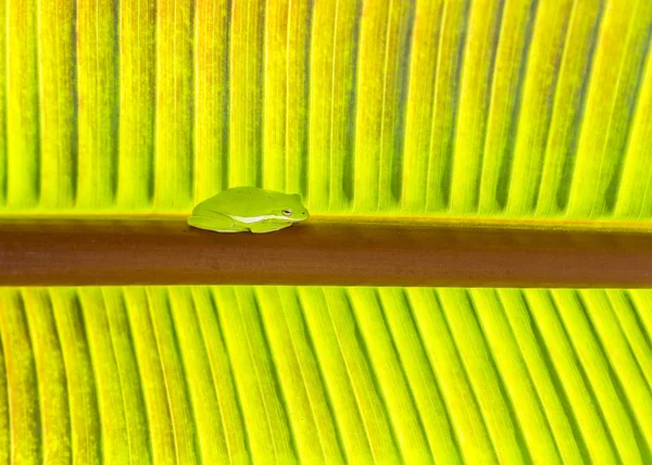 Green frog sits at the palm tree — Stock Photo, Image